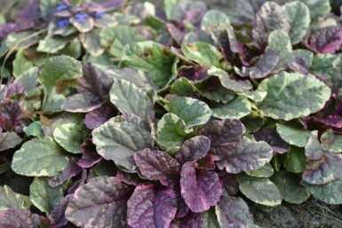 Ajuga reptans 'Burgundy Glow' Revsuga 5-10 i kruka P9