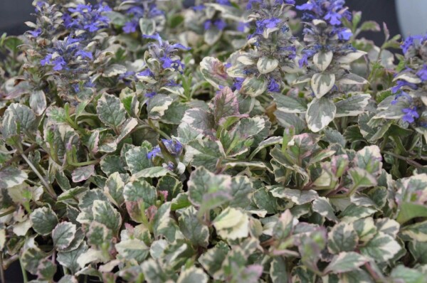 Ajuga reptans 'Burgundy Glow'