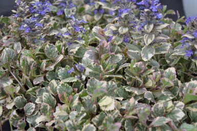 Ajuga reptans 'Burgundy Glow' Revsuga 5-10 i kruka P9