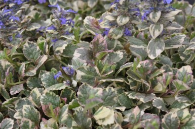 Ajuga reptans 'Burgundy Glow' Revsuga 5-10 i kruka P9