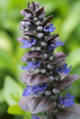 Kriechender Purpur-Günsel Ajuga reptans 'Catlin's Giant' 5-10 Topf 9x9 cm (P9)