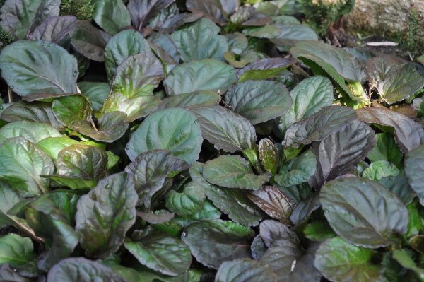 Ajuga reptans 'Catlin's Giant'