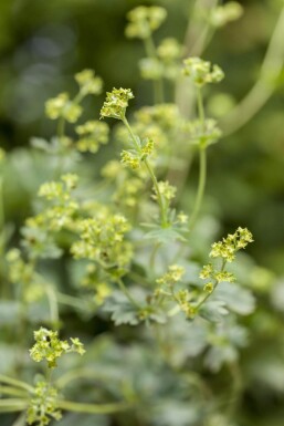 Alchémille Alchemilla erythropoda 5-10 Pot 9x9 cm (P9)