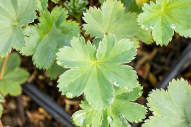 Løvefod Alchemilla erythropoda 5-10 potte P9