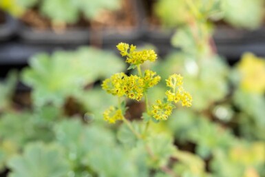 Alchémille Alchemilla erythropoda 5-10 Pot 9x9 cm (P9)