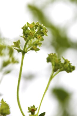 Alchémille Alchemilla erythropoda 5-10 Pot 9x9 cm (P9)