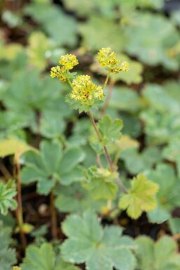 Løvefod Alchemilla erythropoda 5-10 potte P9