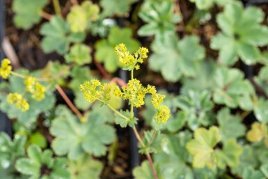 Alchémille Alchemilla erythropoda 5-10 Pot 9x9 cm (P9)