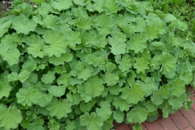 Alchemilla mollis Jättedaggkåpa 5-10 i kruka P9