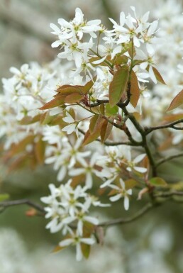 Krentenboom Amelanchier lamarckii Struik 40-50 Pot C3