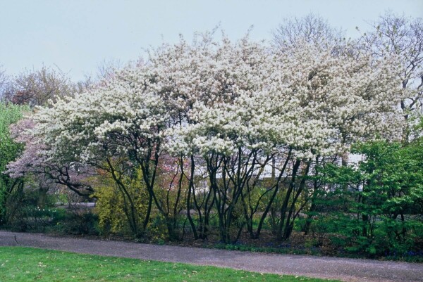 Plant eigenschappen