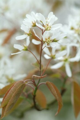 Krentenboom Amelanchier lamarckii Struik 40-50 Pot C3