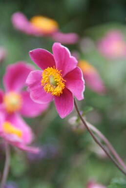 Herfstanemoon Anemone hupehensis 'Splendens' 5-10 Pot P9