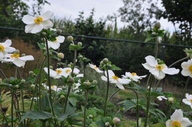 Anemone hybrida 'Honorine Jobert' Höstanemon 5-10 i kruka P9