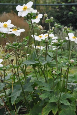 Anemone hybrida 'Honorine Jobert' Höstanemon 5-10 i kruka P9