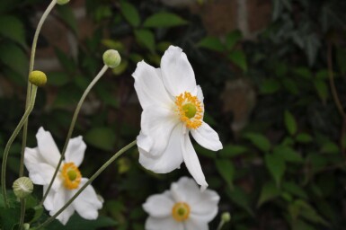 Anémone Anemone hybrida 'Honorine Jobert' 5-10 Pot 9x9 cm (P9)