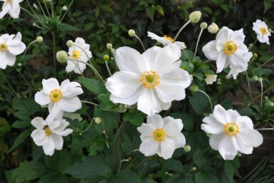 Anemone Anemone hybrida 'Honorine Jobert' 5-10 potte P9