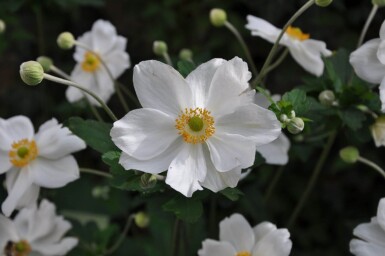 Anemone hybrida 'Honorine Jobert' Höstanemon 5-10 i kruka P9