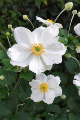 Anémone Anemone hybrida 'Honorine Jobert' 5-10 Pot 9x9 cm (P9)