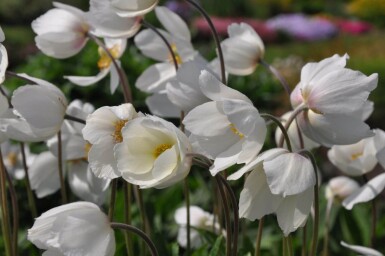 Anemoon Anemone sylvestris 5-10 Pot P9