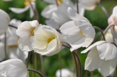 Sommeranemone Anemone sylvestris 5-10 potte P9