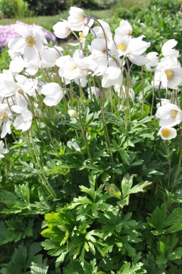 Anemone sylvestris Tovsippa 5-10 i kruka P9