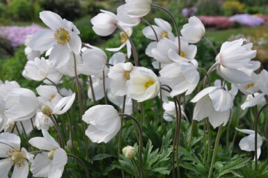 Anemone sylvestris Tovsippa 5-10 i kruka P9