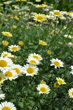 Gele kamille Anthemis hybrida 'Sauce Hollandaise' 5-10 Pot P9