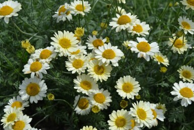 Gele kamille Anthemis hybrida 'Sauce Hollandaise' 5-10 Pot P9