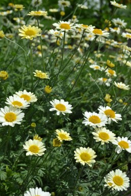 Gele kamille Anthemis hybrida 'Sauce Hollandaise' 5-10 Pot P9