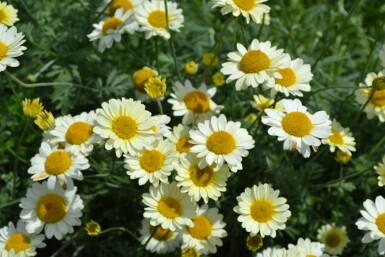 Gele kamille Anthemis hybrida 'Sauce Hollandaise' 5-10 Pot P9