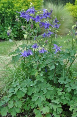 Aquilegia alpina Alpakleja 5-10 i kruka P9