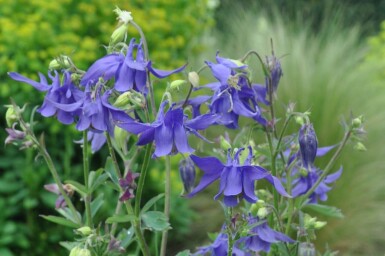 Aquilegia alpina Alpakleja 5-10 i kruka P9