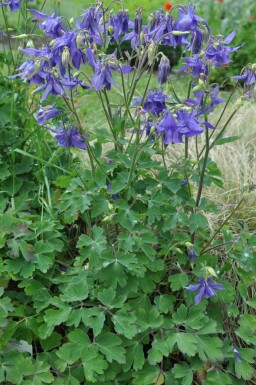 Aquilegia alpina Alpakleja 5-10 i kruka P9