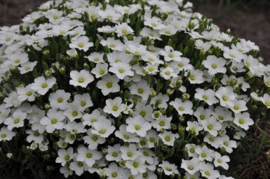 Sabline des montagnes Arenaria montana 5-10 Pot 9x9 cm (P9)