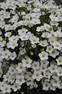 Sabline des montagnes Arenaria montana 5-10 Pot 9x9 cm (P9)