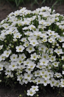 Sabline des montagnes Arenaria montana 5-10 Pot 9x9 cm (P9)