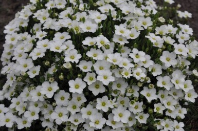 Sabline des montagnes Arenaria montana 5-10 Pot 9x9 cm (P9)