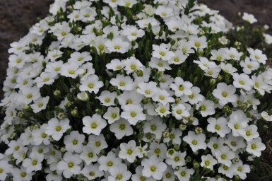 Sabline des montagnes Arenaria montana 5-10 Pot 9x9 cm (P9)