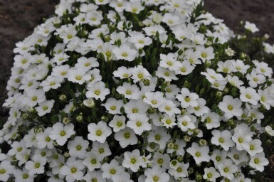 Sabline des montagnes Arenaria montana 5-10 Pot 9x9 cm (P9)