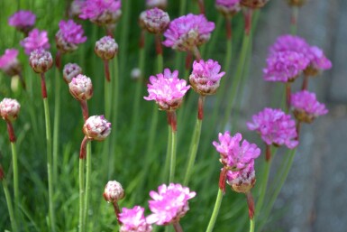 Armérie maritime Armeria maritima 'Splendens' 5-10 Pot 9x9 cm (P9)