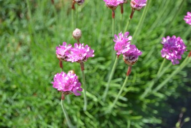 Armérie maritime Armeria maritima 'Splendens' 5-10 Pot 9x9 cm (P9)