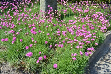 Armérie maritime Armeria maritima 'Splendens' 5-10 Pot 9x9 cm (P9)