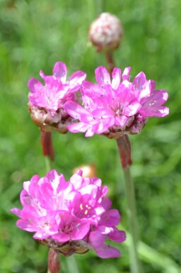 Armérie maritime Armeria maritima 'Splendens' 5-10 Pot 9x9 cm (P9)