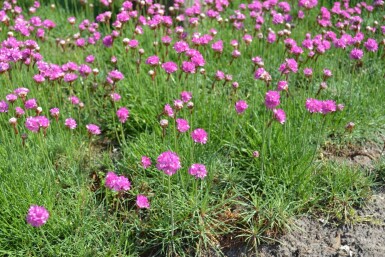 Armérie maritime Armeria maritima 'Splendens' 5-10 Pot 9x9 cm (P9)