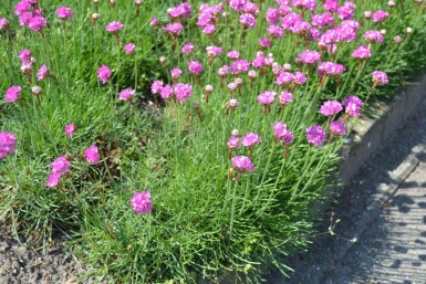 Armérie maritime Armeria maritima 'Splendens' 5-10 Pot 9x9 cm (P9)