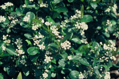 Aronia melanocarpa Svartaronia buske 40-50 i kruka C2