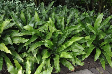 Hjortetunge Asplenium scolopendrium 5-10 potte P9