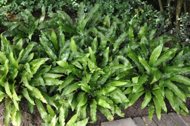 Doradille scolopendre Asplenium scolopendrium 5-10 Pot 9x9 cm (P9)