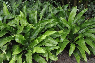 Hjortetunge Asplenium scolopendrium 5-10 potte P9